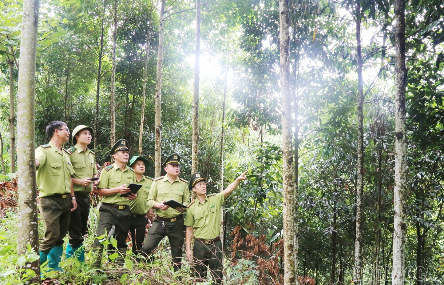 Cây quế không chỉ mang lại thu nhập mà còn góp phần bảo vệ rừng, giữ đất, giữ nước và nâng cao chất lượng cuộc sống cho người dân vùng cao Lào Cai.