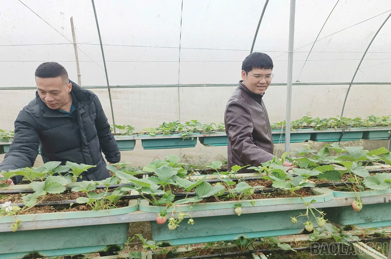 baolaocai-br_z7364817944849-8127f34451f9b7eb87c8b04aad210eda.jpg