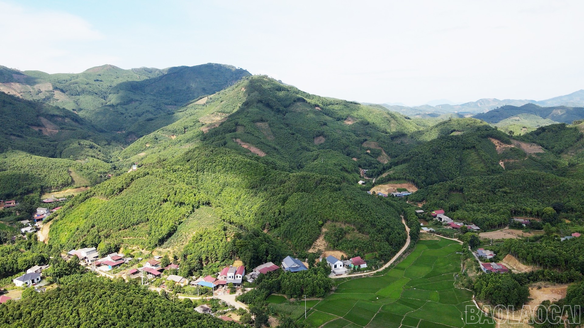 Những cánh rừng quế trải dài trên các sườn đồi ở Lào Cai, không chỉ tăng tỷ lệ che phủ rừng mà còn là nguồn sinh kế bền vững của người dân.