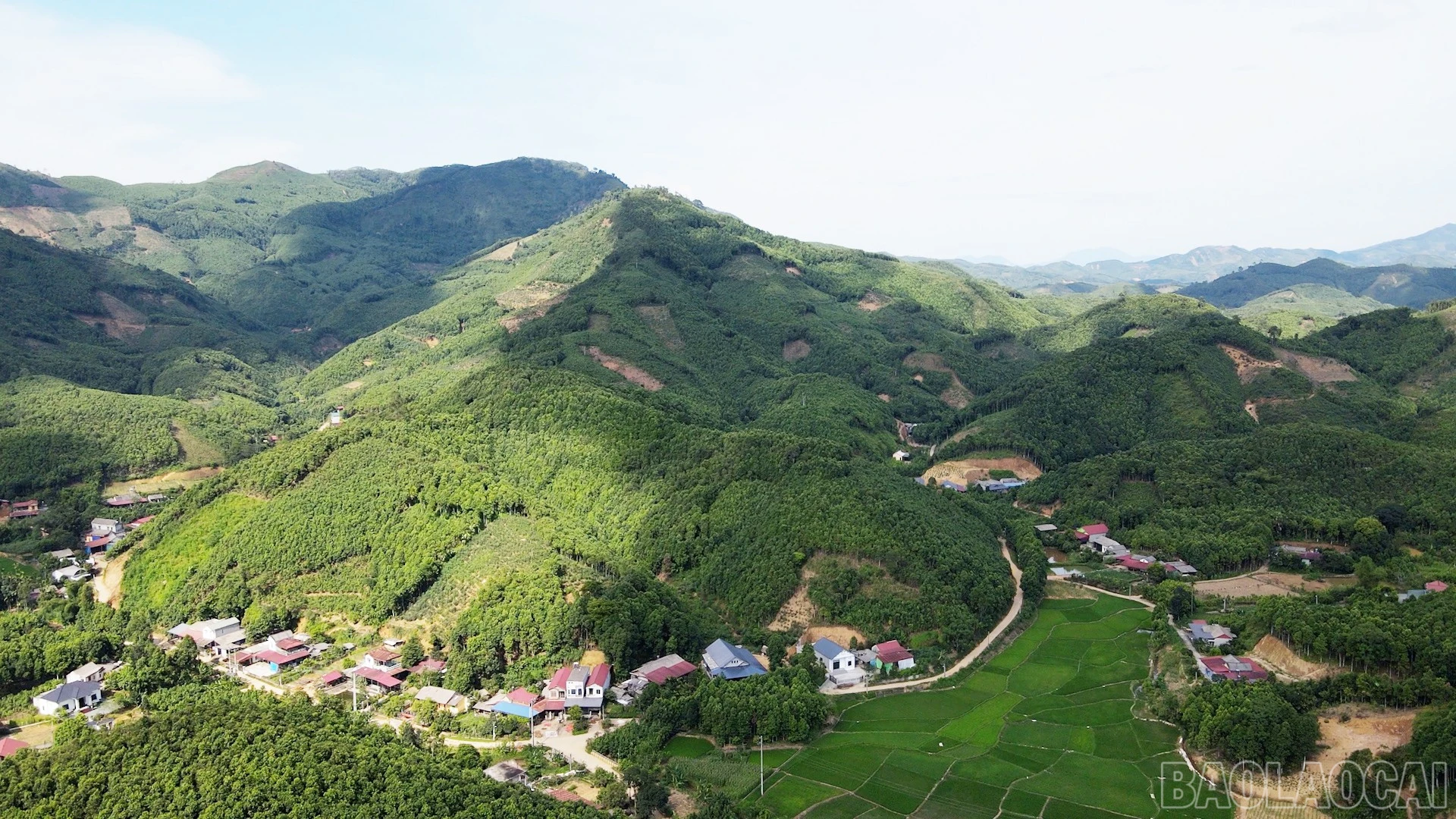 Những cánh rừng quế trải dài trên các sườn đồi ở Lào Cai, không chỉ tăng tỷ lệ che phủ rừng mà còn là nguồn sinh kế bền vững của người dân.