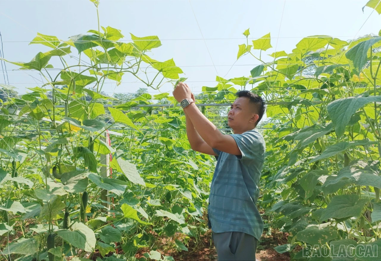 Những ngày này, nông dân xã Gia Phú bước vào vụ thu hoạch lứa dưa chuột đầu tiên sau mưa lũ.