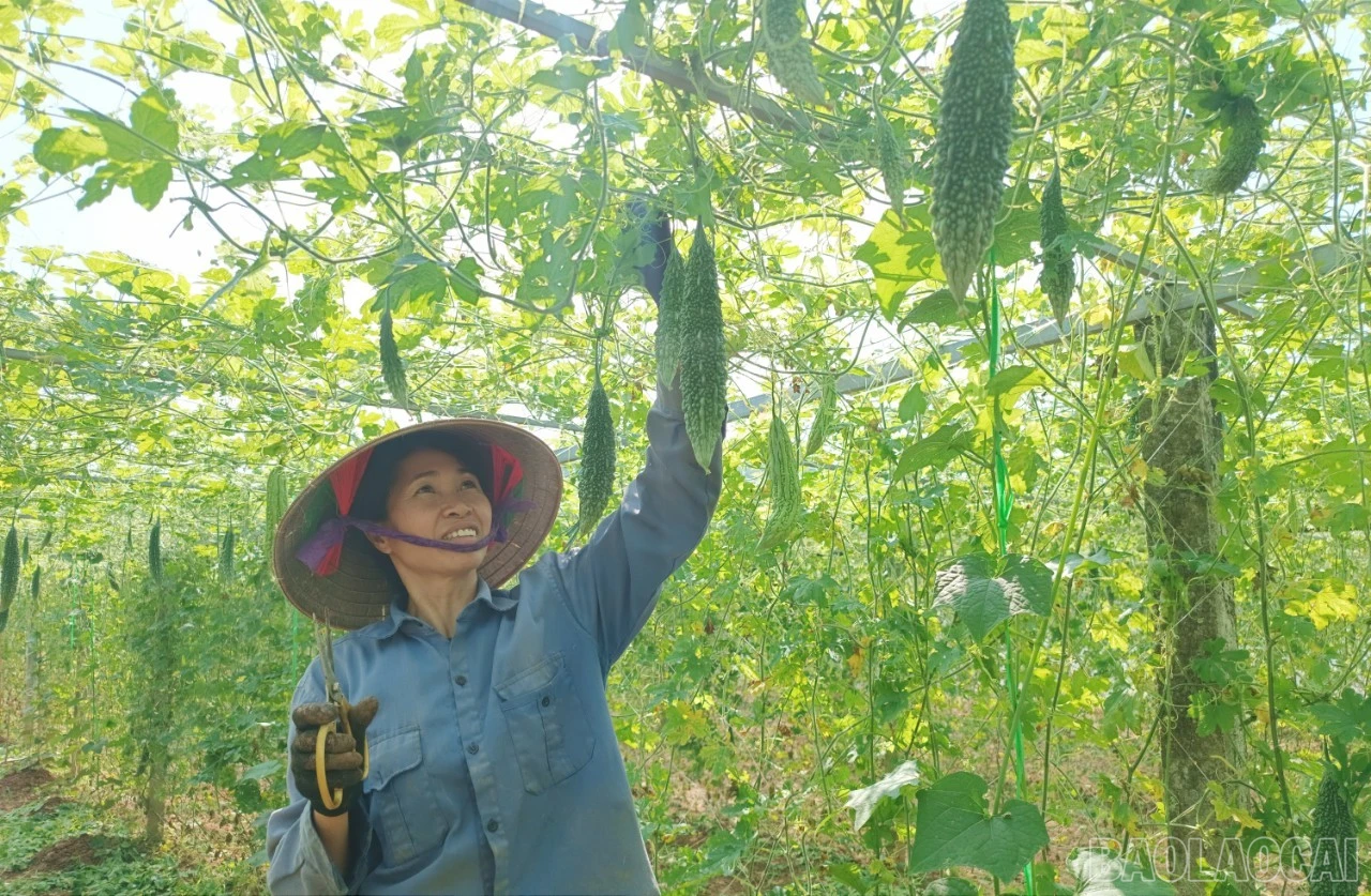 Các chủng loại rau, màu được bà con đưa vào gieo trồng sau mưa lũ gồm: mướp đắng, mướp ngọt, đậu đỗ các loại, su hào, su su, cải bắp, cà chua, rau gia vị...