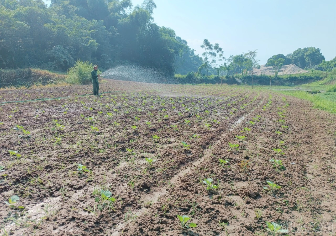 Lũ mang theo lượng phù sa lớn bồi đắp giúp những diện tích đất của vùng chuyên canh xã Gia Phú thêm màu mỡ.