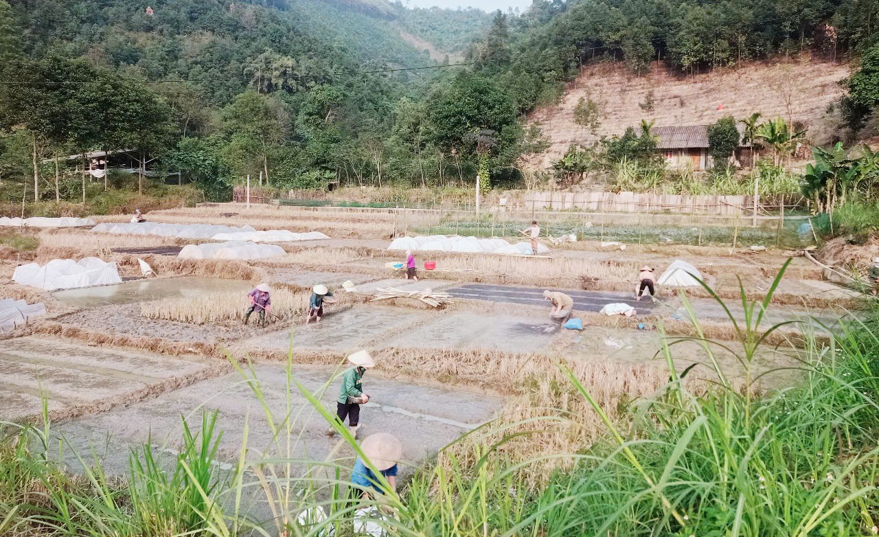 Nông dân làm đất gieo mạ xuân. l9.jpg