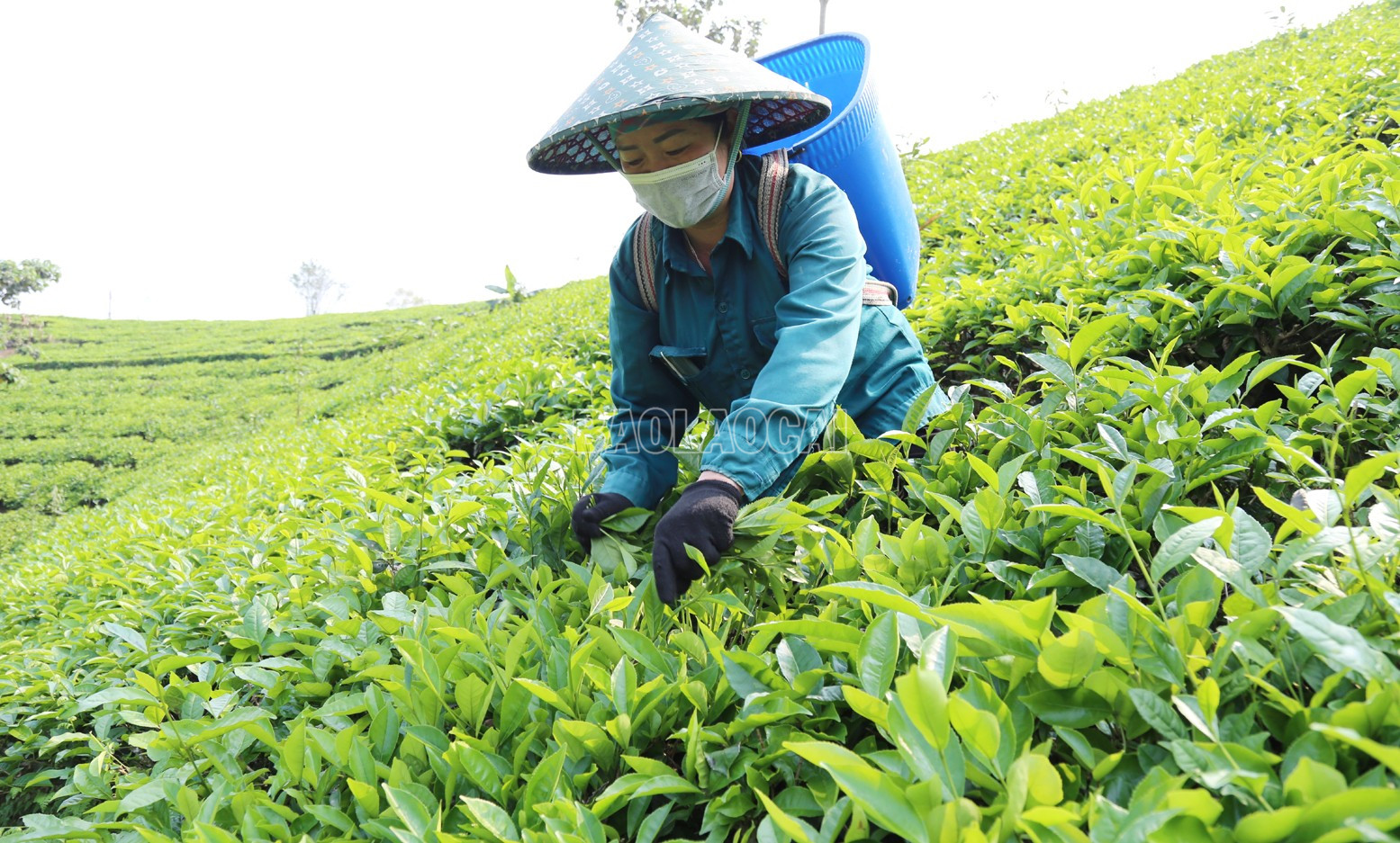 Nông dân xã Lùng Vai, huyện Mường Khương thu hái chè xuân. baolaocai-c_che2.jpg