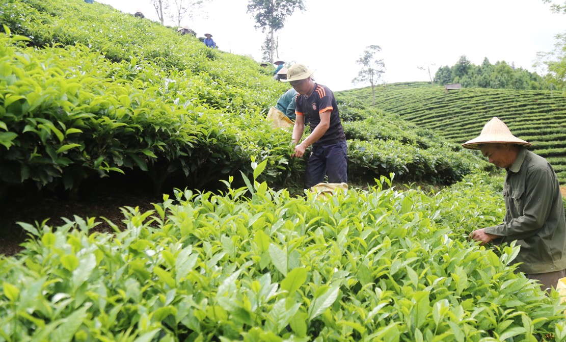Nông dân Mường Khương thu hái chè. t6.jpg