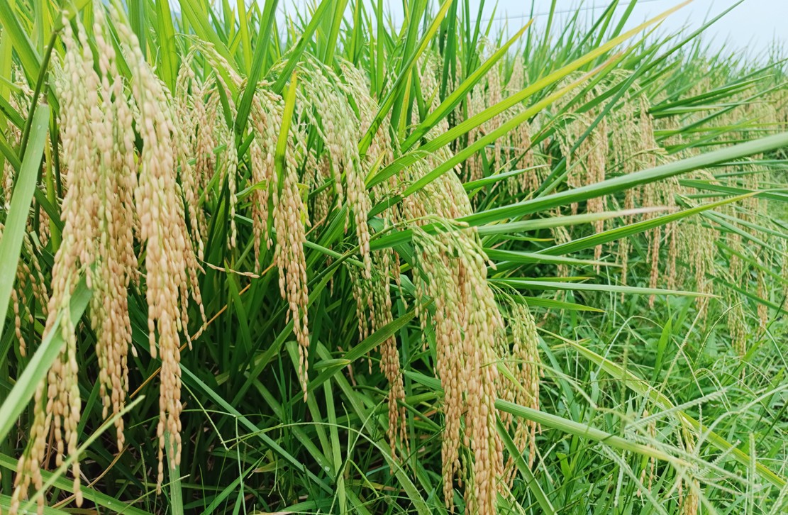 Năng suất lúa vụ xuân ước đạt 61,5 tạ/ha. t1.jpg