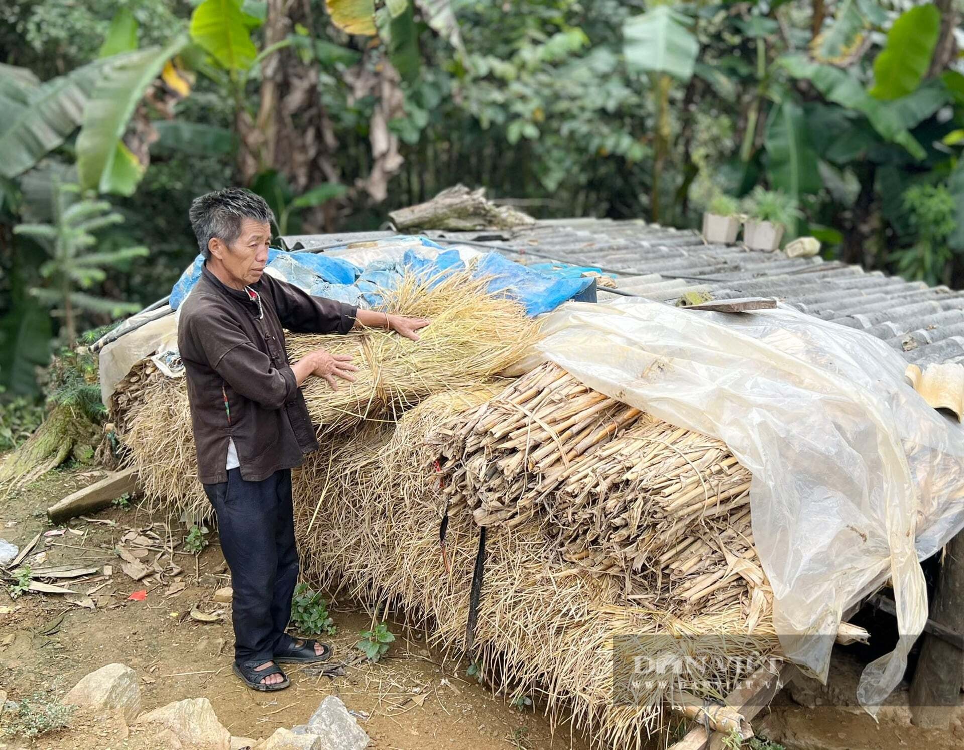 Các hộ dân ở xã Bản Hồ chủ động tích trữ rơm khô, đảm bảo nguồn thức ăn cho gia súc trước thời tiết giá rét. Ảnh: Báo Dân Việt