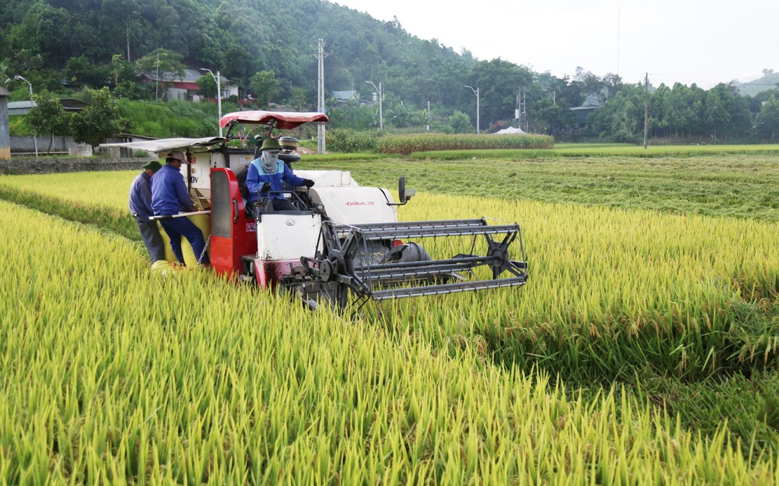 Nông dân đưa máy móc vào thu hoạch lúa xuân. t4.jpg