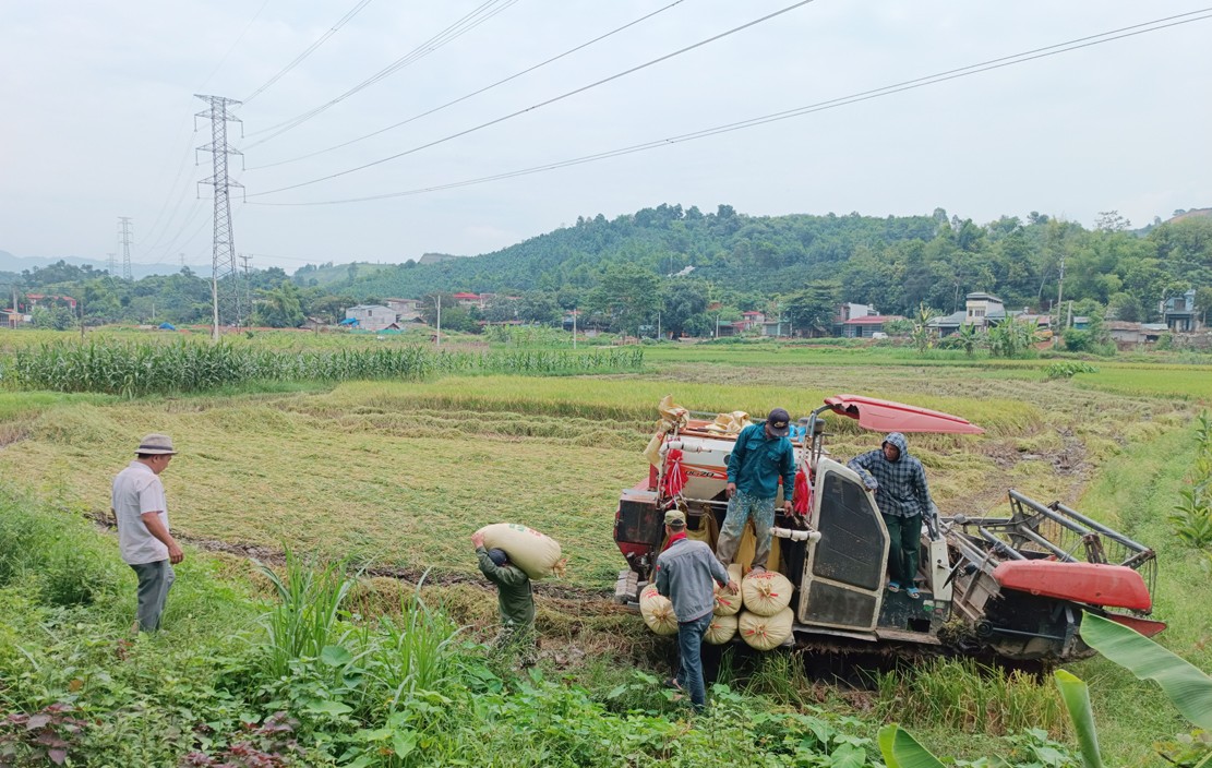 Nông dân các địa phương đẩy nhanh tiến độ thu hoạch lúa xuân. t3.jpg