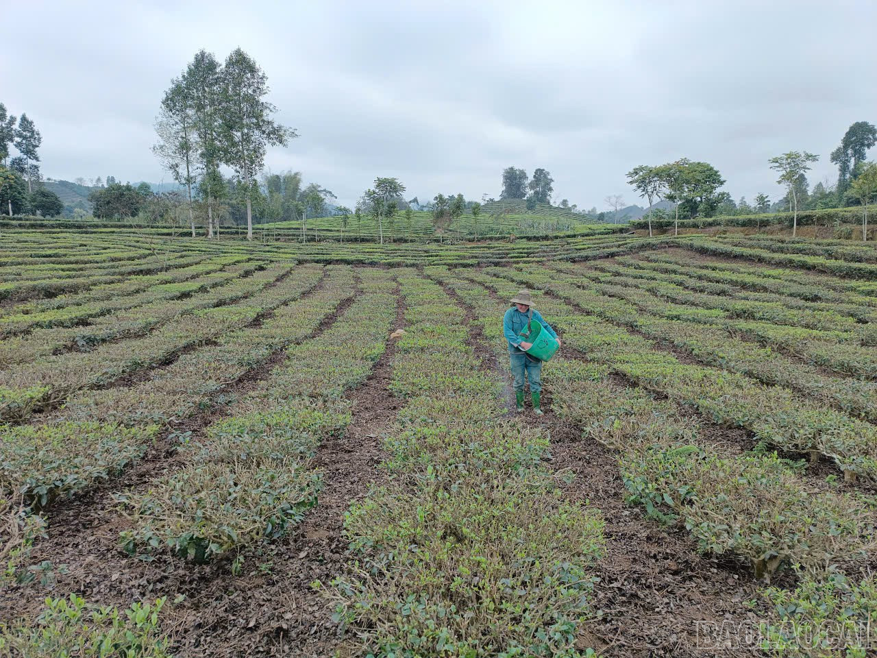 Ban Lau beldesindeki çiftçiler çay tarlalarıyla ilgileniyorlar. baolaocai-br_z7314984530684-54069ad0f30f61bd2cd232c264c1af3d.jpg