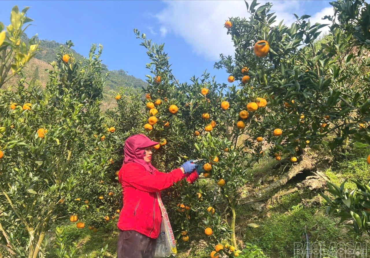 Muong Khuong'daki çiftçiler mandalina hasadı yapıyor. baolaocai-br-z7314986228622-9376121669c6109081ca5b115fbe3e9a.jpg
