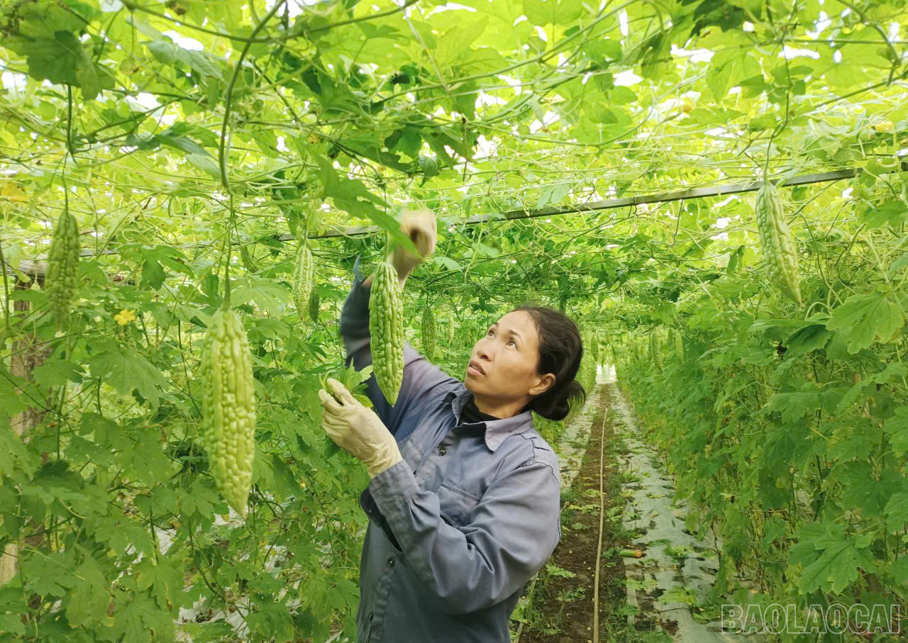 Gia Phu beldesindeki çiftçiler kışlık ürünlerini hasat ediyor. baolaocai-br_z7309892836096-012d2fcdca1708e6ba4f22b4d4975a53.jpg