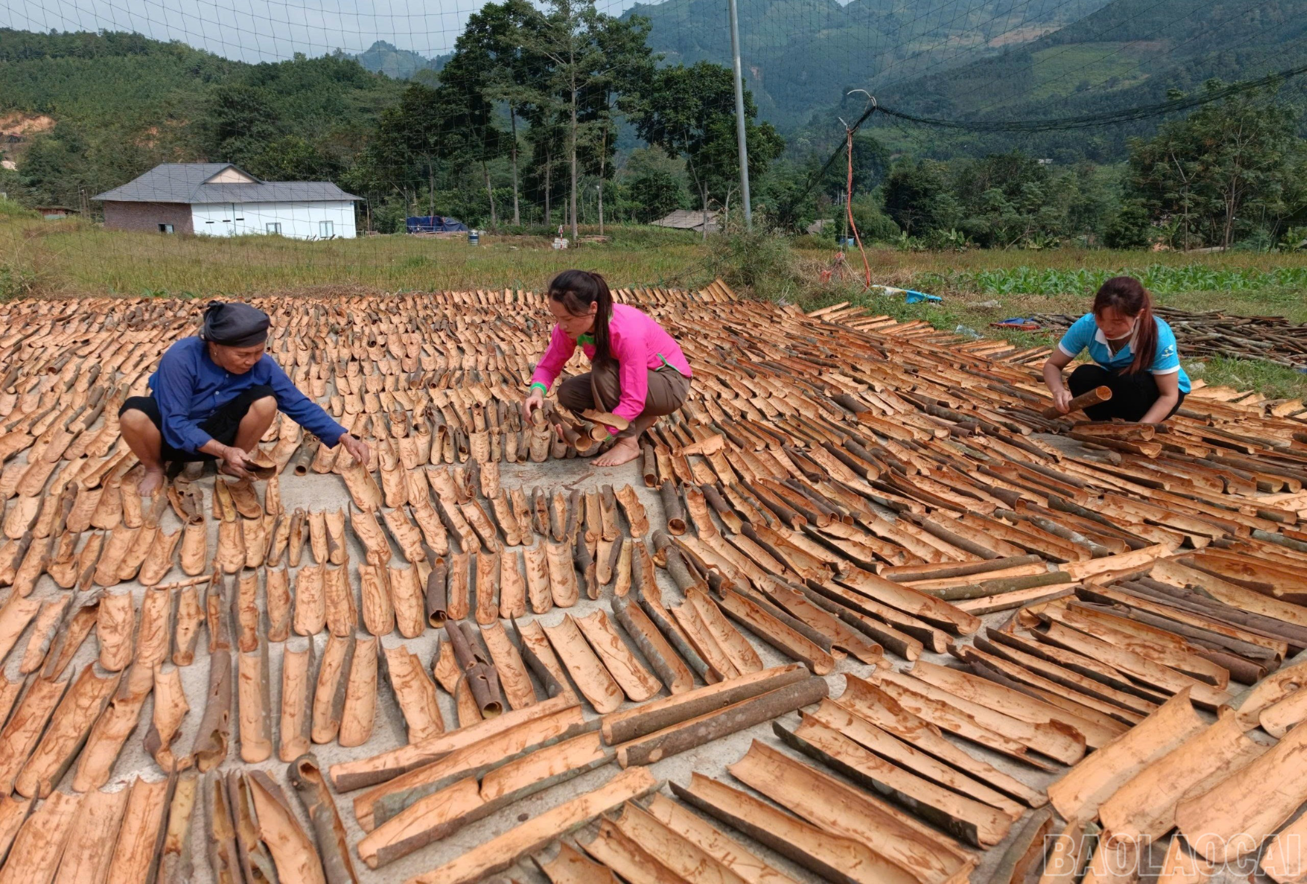 Lao Cai'deki çiftçiler, ekonomiyi geliştirmek için işgücü ve üretim konusunda aktif olarak rekabet ediyorlar. baolaocai-br_z7315006615194-5f328add8f0fffa0b376143642f2c705-7036.jpg