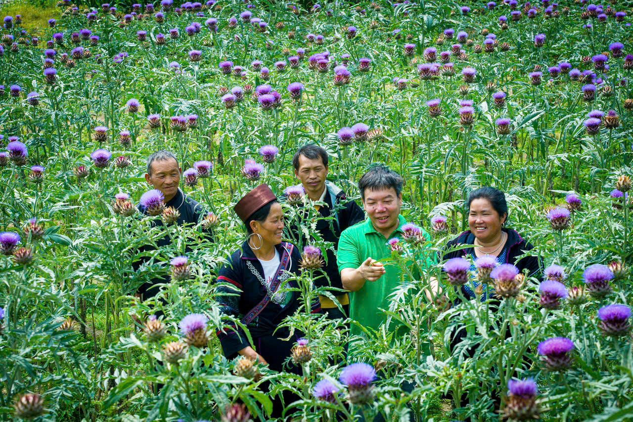 Sa Pa - địa phương có diện tích cây dược liệu lớn của tỉnh. s2.jpg