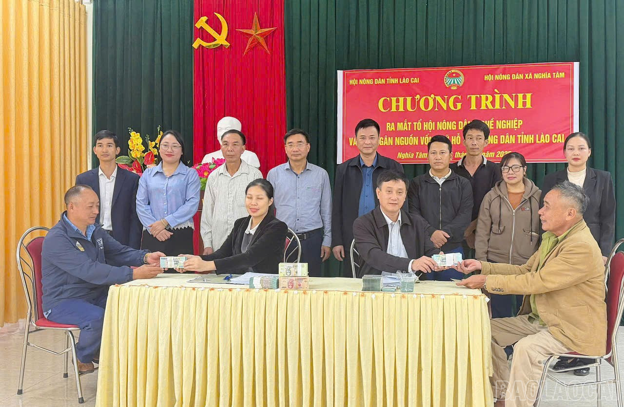 Midler for å støtte bønder i Lao Cai-provinsen har blitt utbetalt raskt, noe som hjelper medlemmene med å utvikle produksjonen sin. baolaocai-br_nd11111.jpg