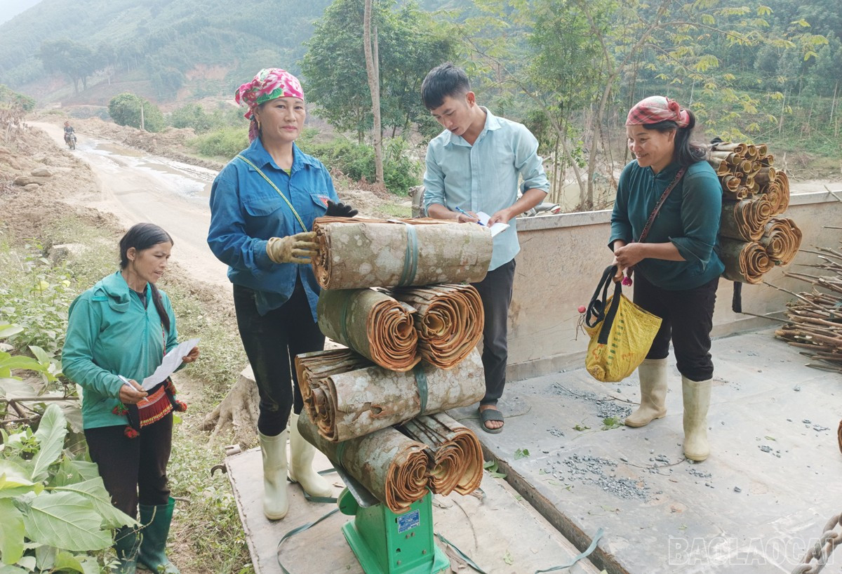 Mange familier som er medlemmer av bondelag har blitt velstående på å dyrke kanel. baolaocai-br_nd3.jpg