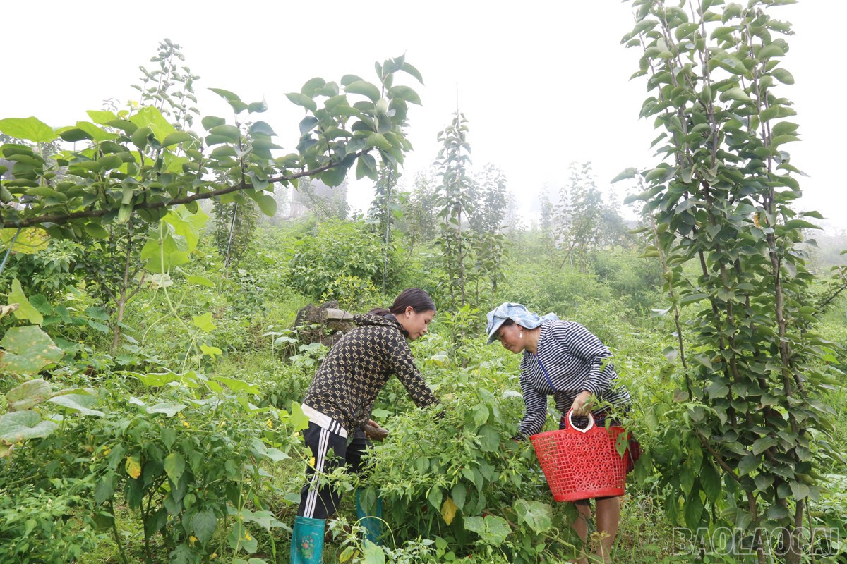 Modellen med å dyrke chilipepper under frukttrær hjelper bønder med å utnytte land og forbedre produksjonseffektiviteten. baolaocai-br_nd12.jpg