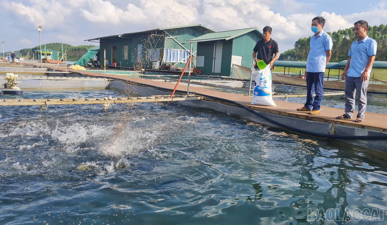 ປະຊາຊົນຕາແສງອຽນບິ່ງ ກຳລັງນຳໃຊ້ພື້ນທີ່ໜ້ານ້ຳເພື່ອລົງທຶນພັດທະນາການລ້ຽງສັດນ້ຳຕາມທິດທາງການຄ້າ, ຜ່ານນັ້ນເພີ່ມລາຍຮັບຂອງເຂົາເຈົ້າ. baolaocai-br_a4.jpg