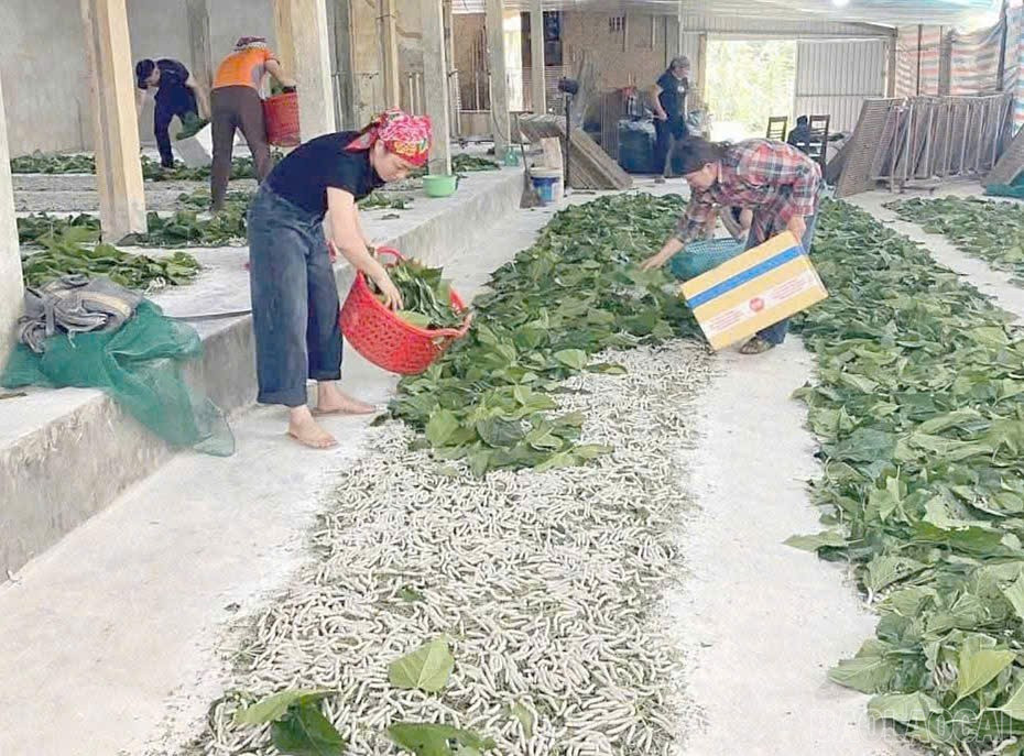 Le Fonds de soutien aux agriculteurs a aidé de nombreux agriculteurs de la commune de Xuan Ai à investir dans le développement de la production. baolaocai-br_xa8.jpg