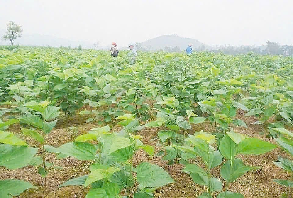 Modèle de coopérative de culture du mûrier et d'élevage du ver à soie dans le village de Dai Pac. baolaocai-br_xa3.jpg