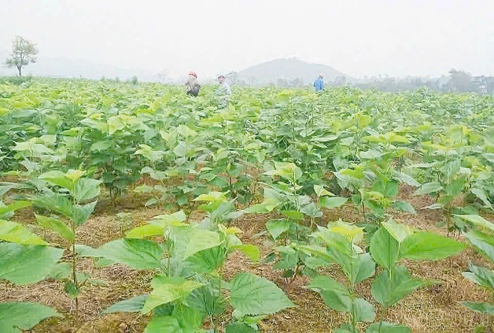 baolaocai-br_xa3.jpg