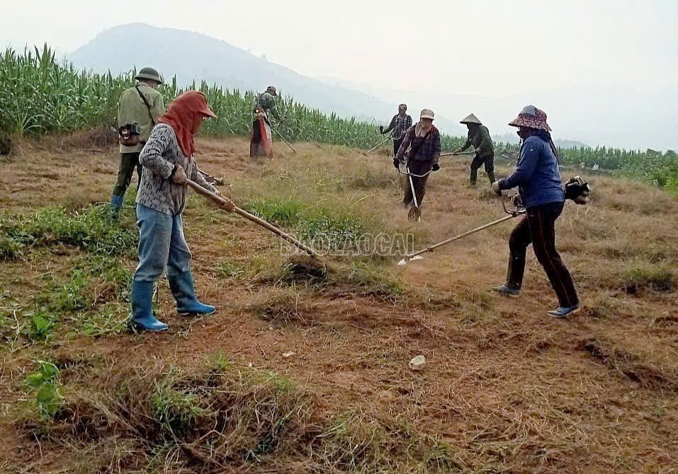 Les agriculteurs préparent les terres pour la culture des mûriers destinés à l'élevage des vers à soie. baolaocai-c_xa1.jpg