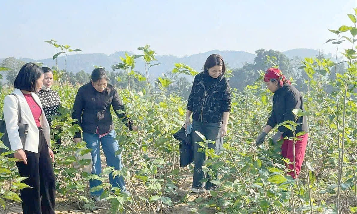 Des représentants de l'Association des agriculteurs de la commune de Xuan Ai visitent la mûrière d'un de leurs membres. baolaocai-br_xa4.jpg