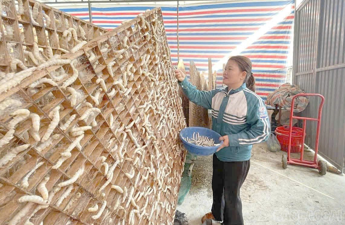 La commune de Xuan Ai possède de nombreux modèles de production efficaces. baolaocai-br_xa7.jpg