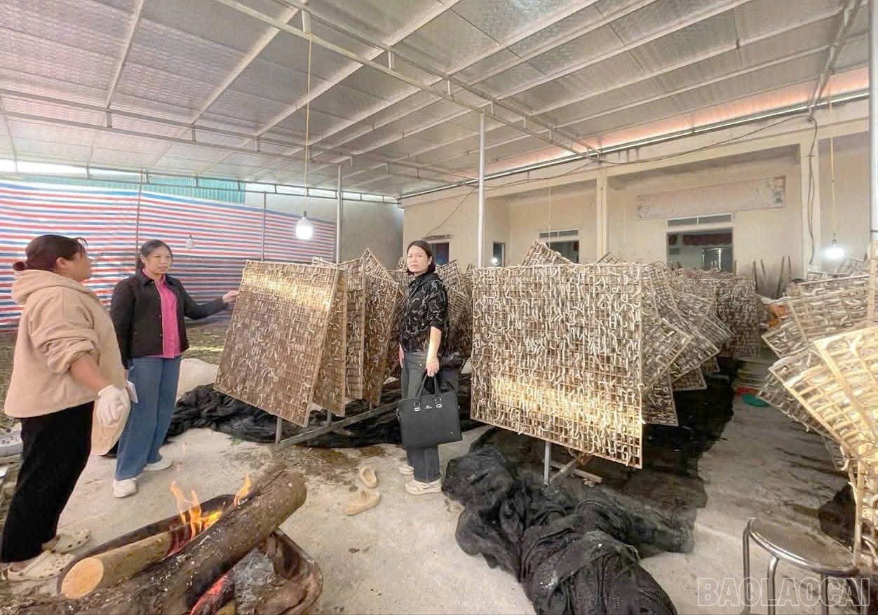 De nombreuses familles membres qui cultivent des mûriers et élèvent des vers à soie atteignent une rentabilité économique élevée. baolaocai-br_xa9.jpg