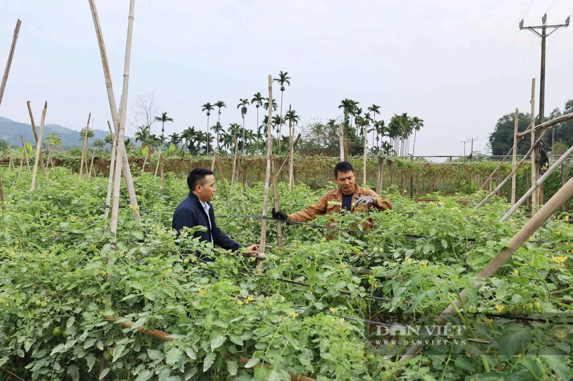 Cán bộ xã Gia Phú hướng dẫn người dân chăm sóc cây trồng vụ đông. Ảnh Báo Dân Việt