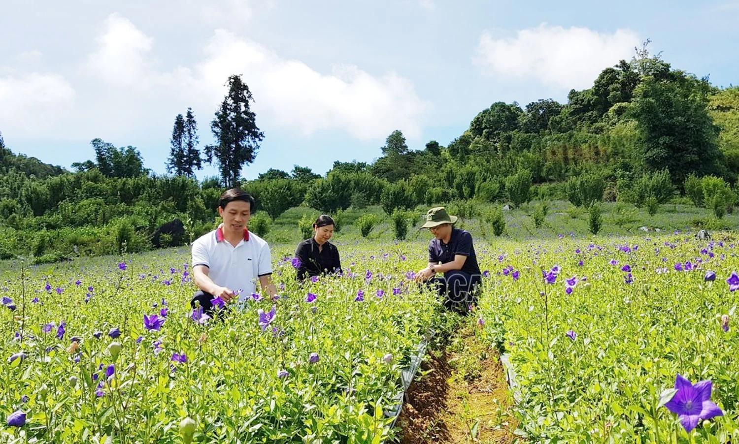 Cây dược liệu được đưa vào trồng ở các xã vùng cao của huyện Bắc Hà.