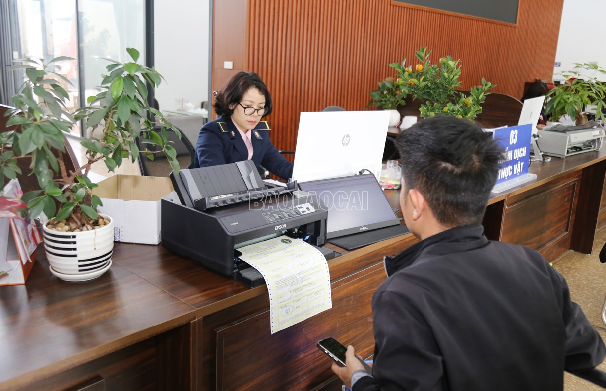 baolaocai-c_t15.jpg