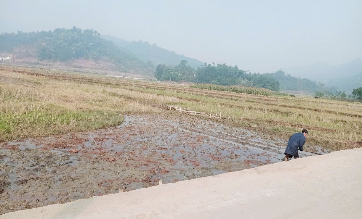 Nông dân làm đất chuẩn bị gieo cấy lúa xuân. l5.jpg