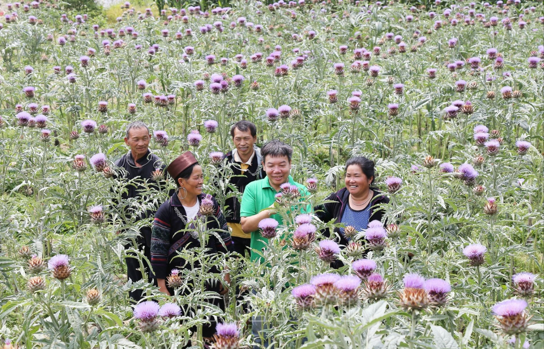 Nhờ nguồn vốn tín dụng, các mô hình sản xuất nông nghiệp tập trung được triển khai, nhân rộng. a.jpg
