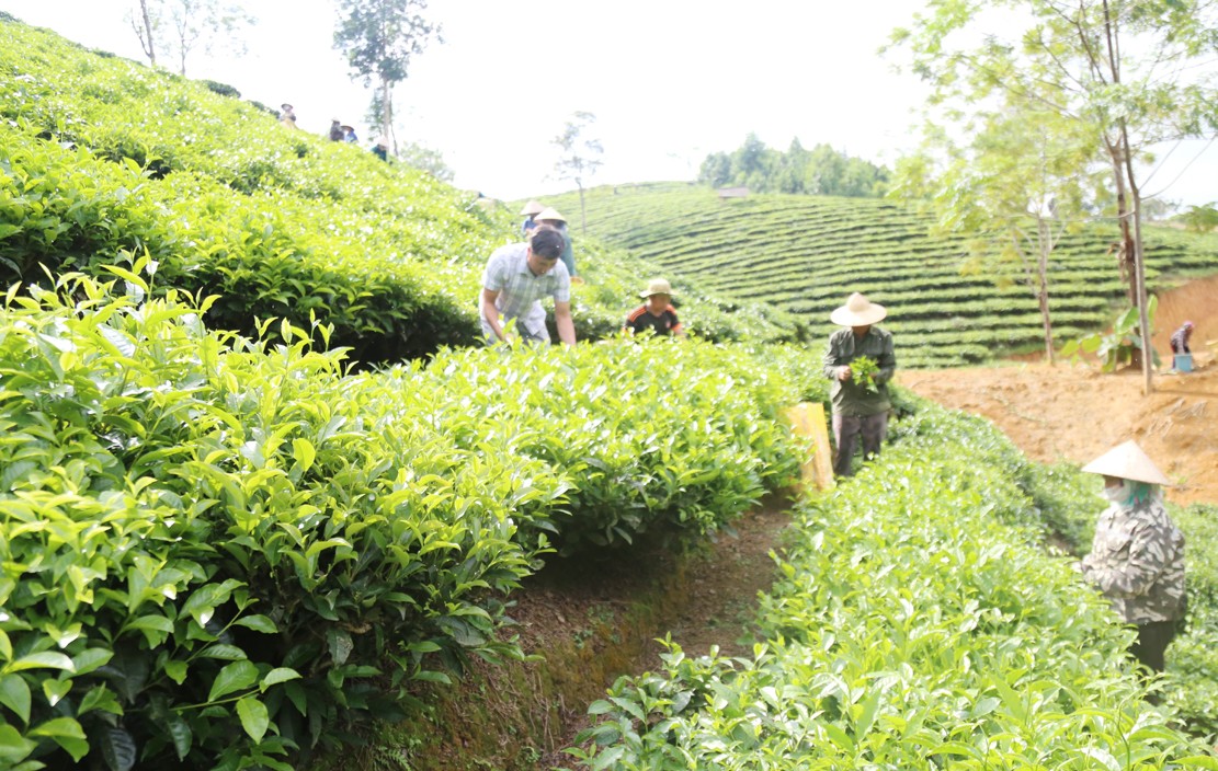 Mường Khương là địa phương có diện tích chè lớn nhất tỉnh. t1-9904.jpg