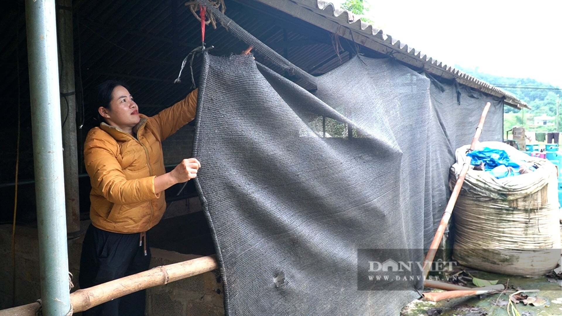 Người chăn nuôi gia cố chuồng trại tránh để gia súc bị nhiễm lạnh hoặc viêm phổi. Ảnh Báo Dân Việt