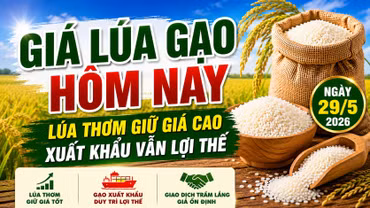 Giá lúa gạo hôm nay 29/5/2026: ST25, Lúa Nhật dẫn đầu thị trường