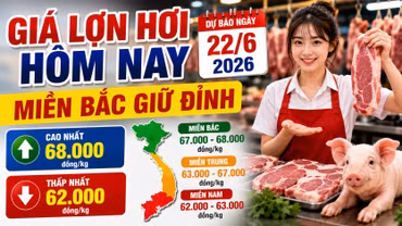 Giá lợn hơi hôm nay 22/6: Giá đi ngang, miền Bắc neo cao