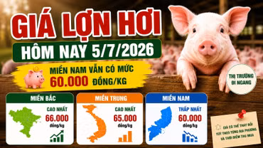 Giá lợn hơi hôm nay 5/7: Miền Bắc giữ vùng cao 66.000 đồng/kg