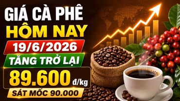 Giá cà phê hôm nay 19/6: Trong nước tăng, Arabica New York phân hóa