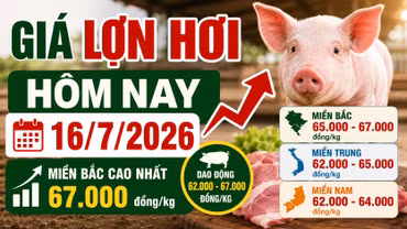 Giá lợn hơi hôm nay 16/7/2026: Miền Bắc tiếp tục giữ đỉnh 67.000 đồng/kg