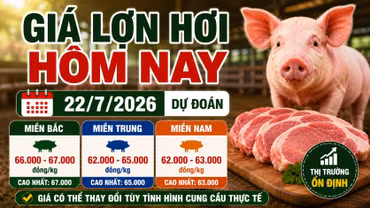 Giá lợn hơi hôm nay 22/7: Bắc Ninh, Lâm Đồng và Đồng Nai hạ giá