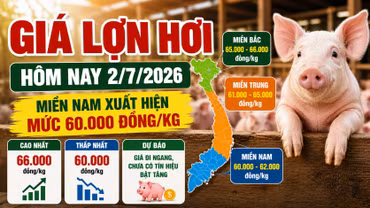 Giá lợn hơi hôm nay 2/7: Nhiều nơi giảm về 60.000 đồng/kg