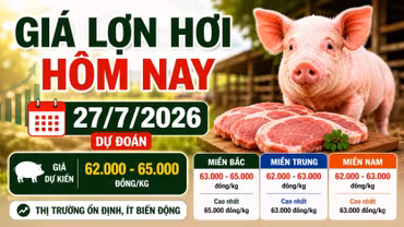 Giá lợn hơi hôm nay 27/7: Miền Bắc cao nhất 65.000 đồng/kg