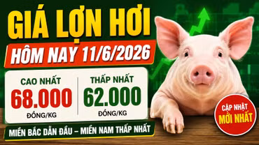 Giá lợn hơi hôm nay 11/6: Miền Bắc áp đảo, miền Nam tiếp tục trầm lắng