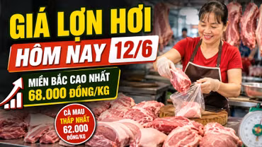 Giá lợn hơi hôm nay 12/6: Miền Bắc giữ đỉnh 68.000 đồng/kg