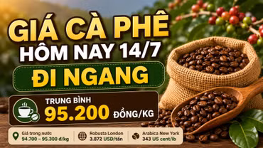 Giá cà phê hôm nay 14/7 chưa biến động sau nhịp giảm mạnh