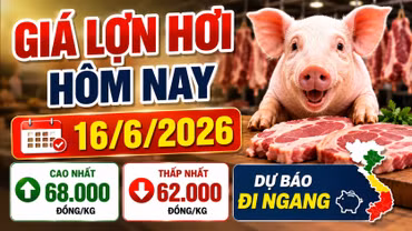 Giá lợn hơi hôm nay 16/6 dự kiến đi ngang, chưa xuất hiện đột biến