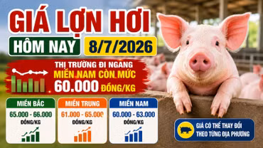 Giá lợn hơi hôm nay 8/7: Ba miền vẫn phân hóa